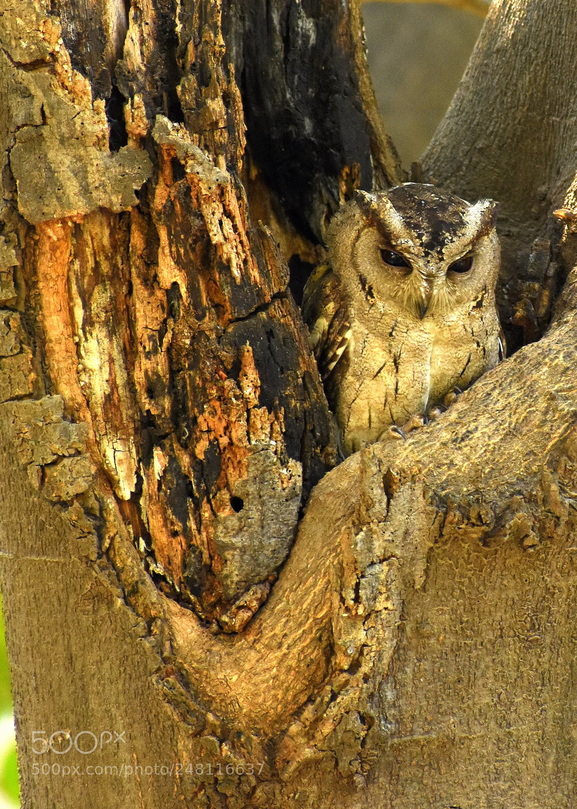 Nikon D7200 sample photo. Indian scops owl photography