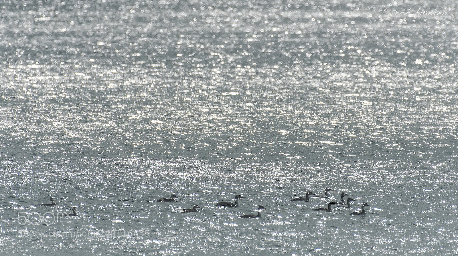 Nikon D500 sample photo. Ghostbirds (1) photography