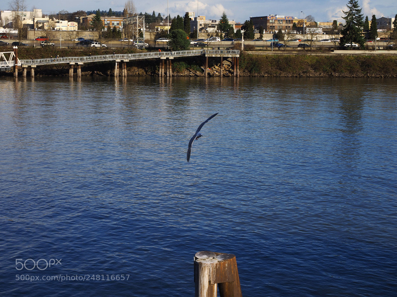 Olympus OM-D E-M1 sample photo. Bird photography