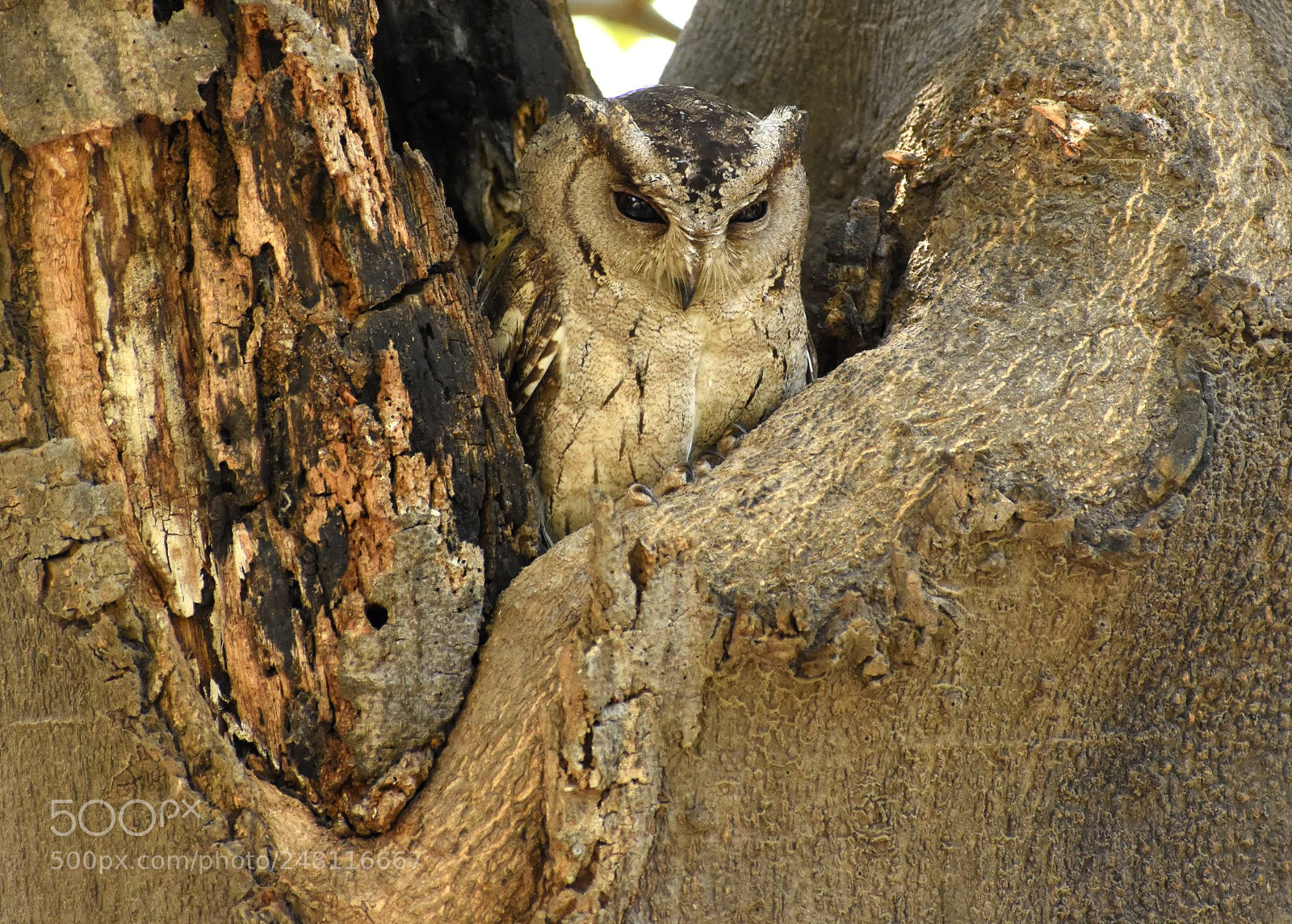 Nikon D7200 sample photo. Scops owl photography