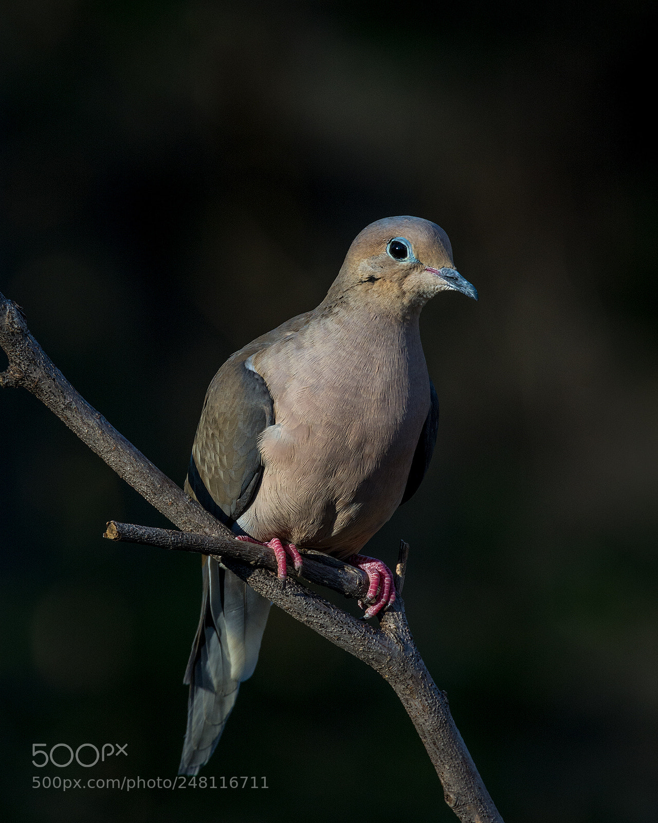 Nikon D7100 sample photo. Mourning dove photography