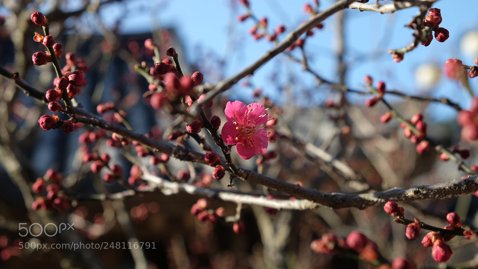Fujifilm X-E2 sample photo. Dscf photography