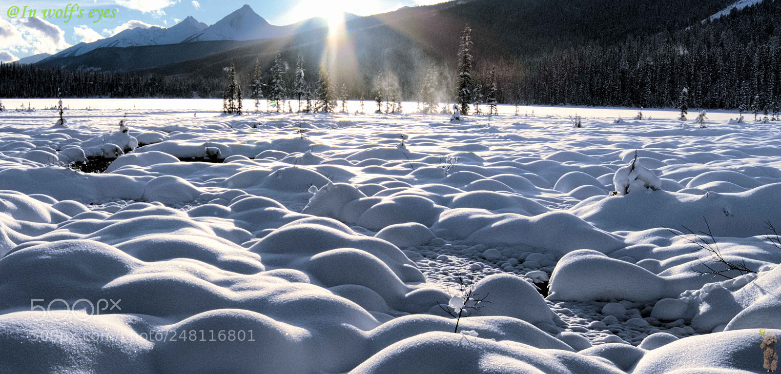 Nikon D500 sample photo. After snowing, canada photography