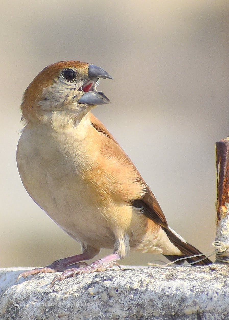 Nikon D7200 sample photo. Indian silver bill photography