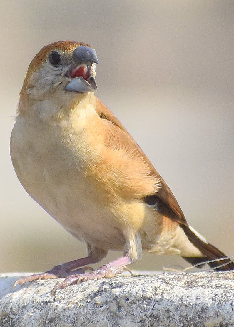Nikon D7200 sample photo. Indian silver bill photography