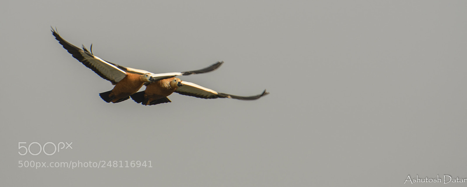 Nikon D610 sample photo. Soaring together photography