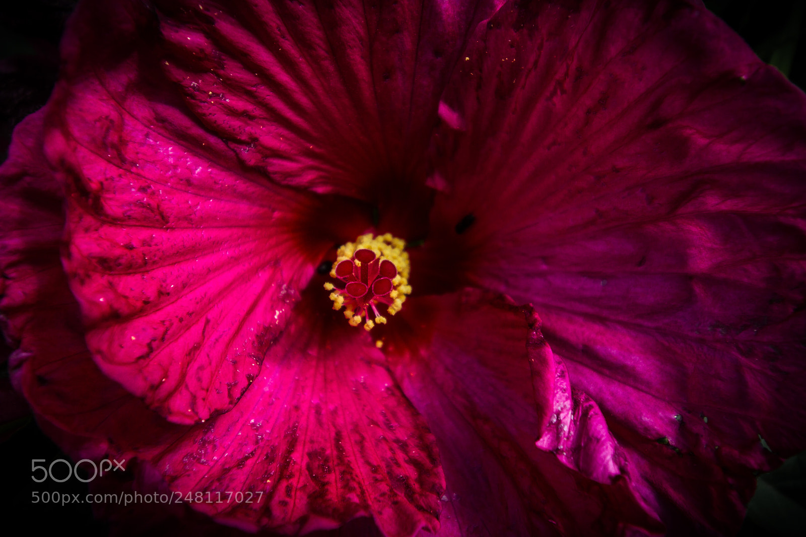 Canon EOS 7D sample photo. Hibiscus flower photography