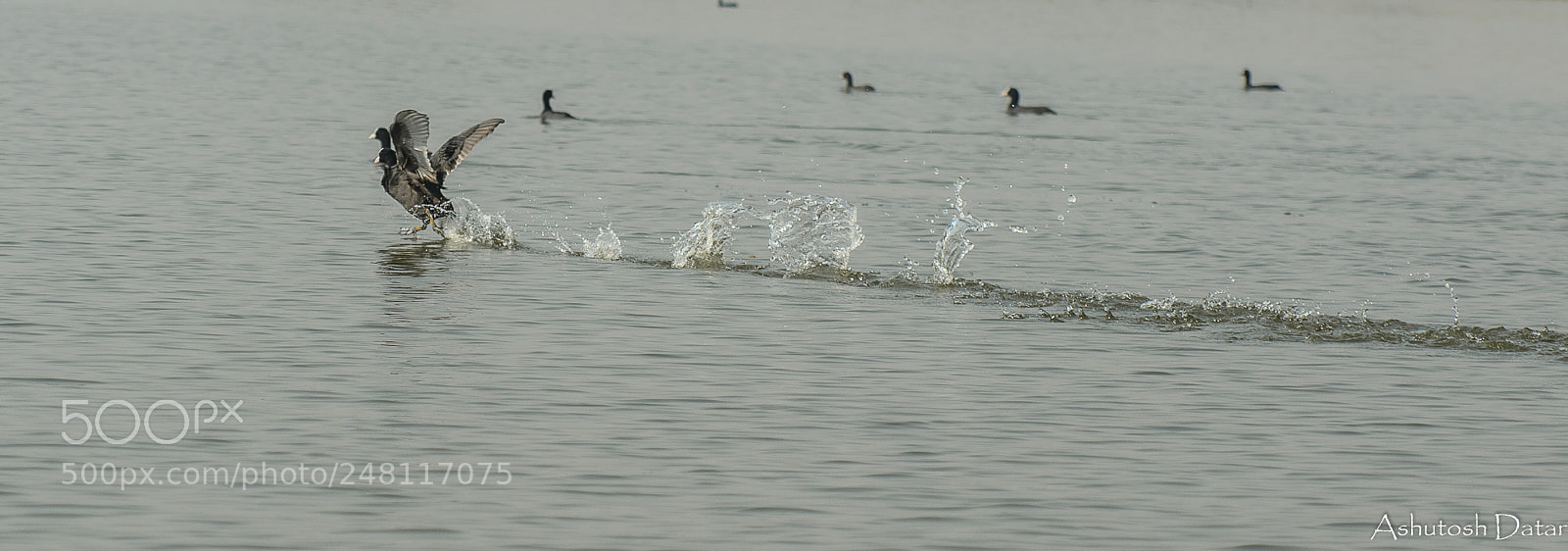Nikon D610 sample photo. Photo finish photography