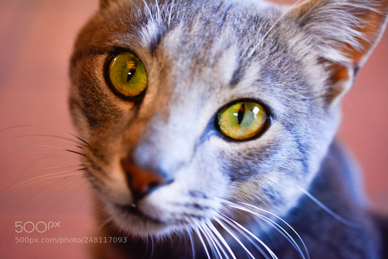 Nikon D7100 sample photo. Cat lover, always. photography