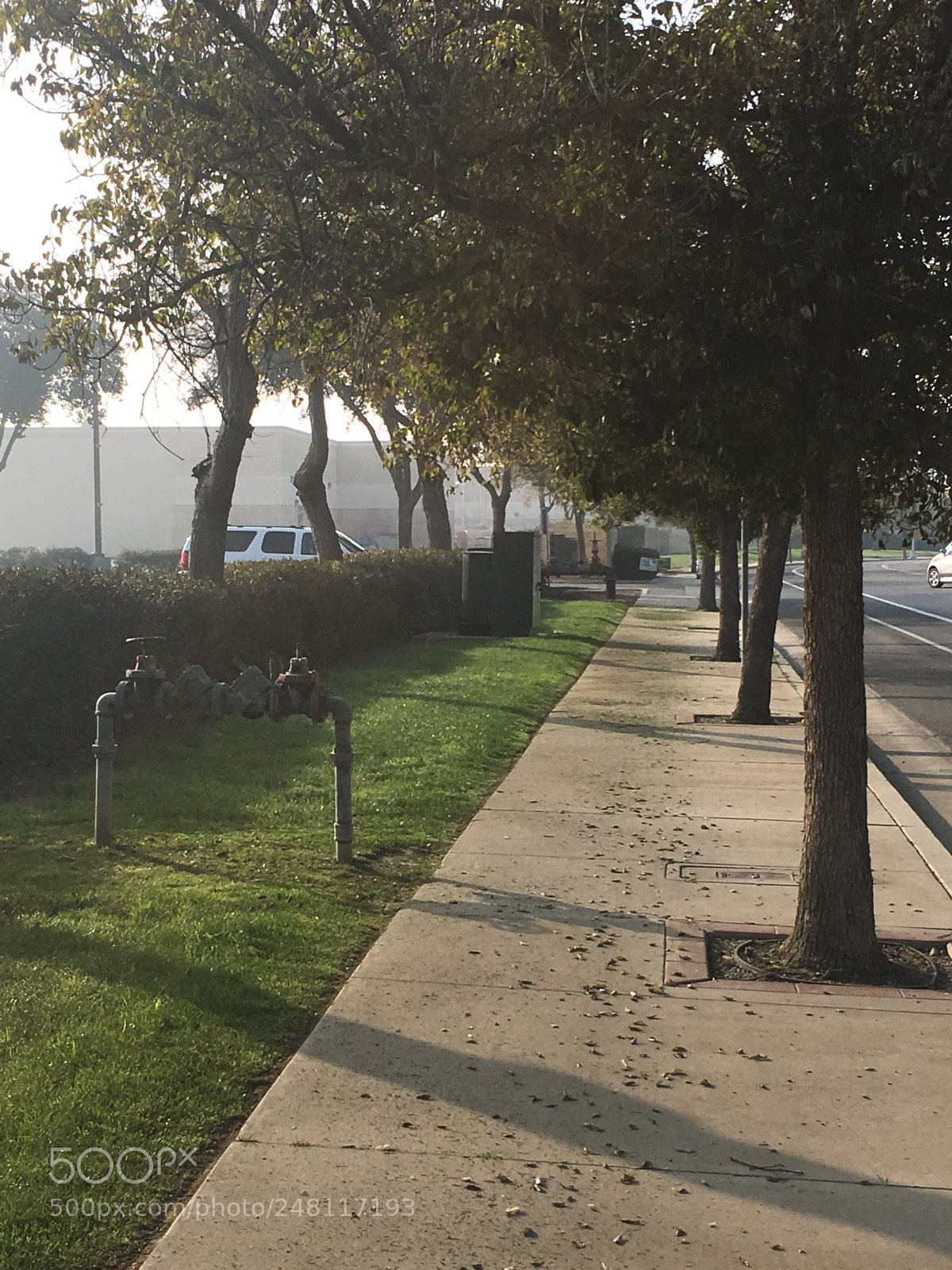 Apple iPhone SE sample photo. Rows of a tree photography