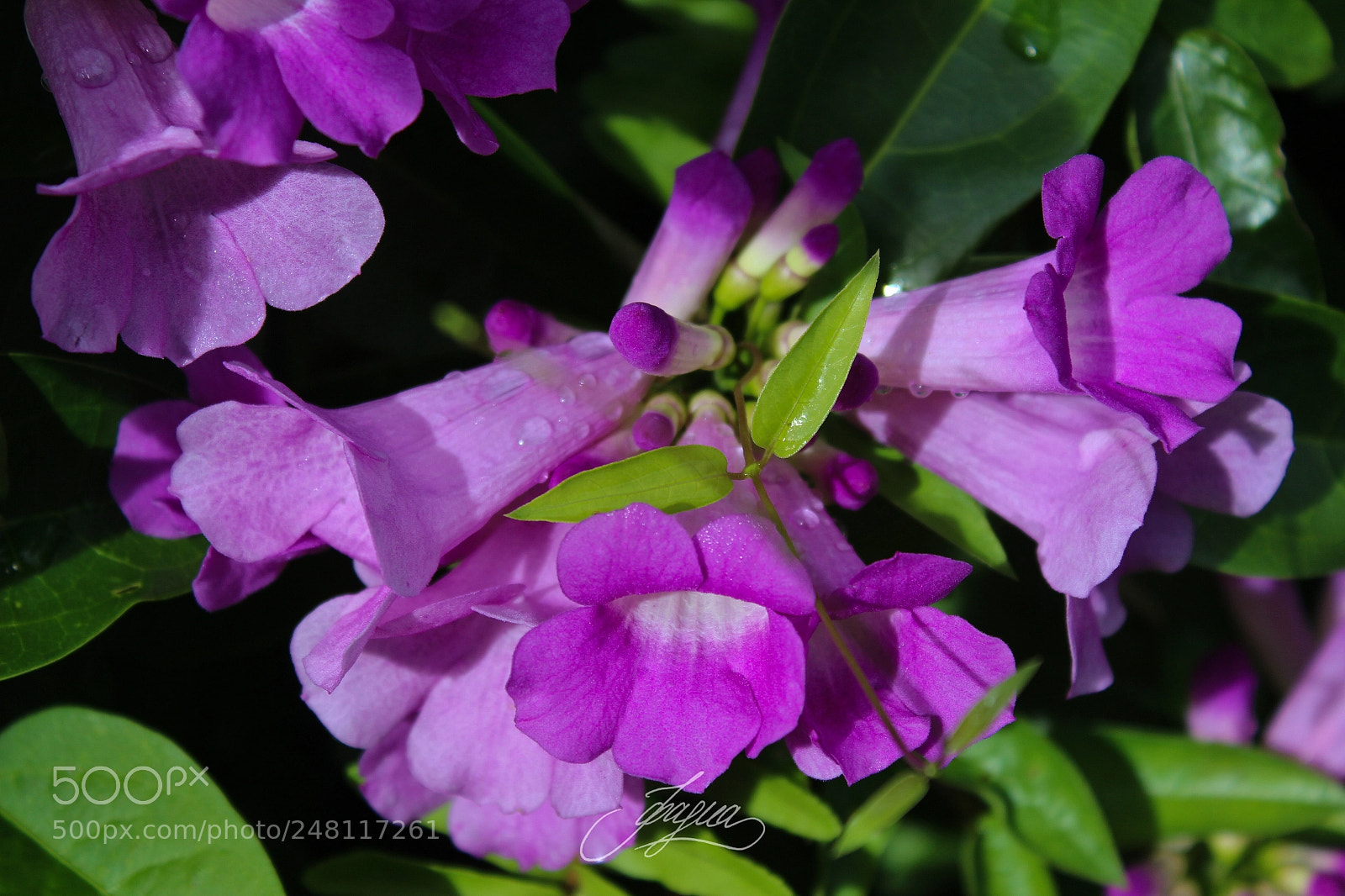 Canon EOS 100D (EOS Rebel SL1 / EOS Kiss X7) sample photo. Morning flowers photography