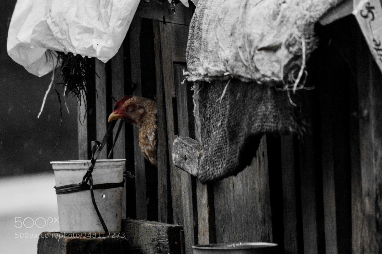 Nikon D5200 sample photo. Untitled photography