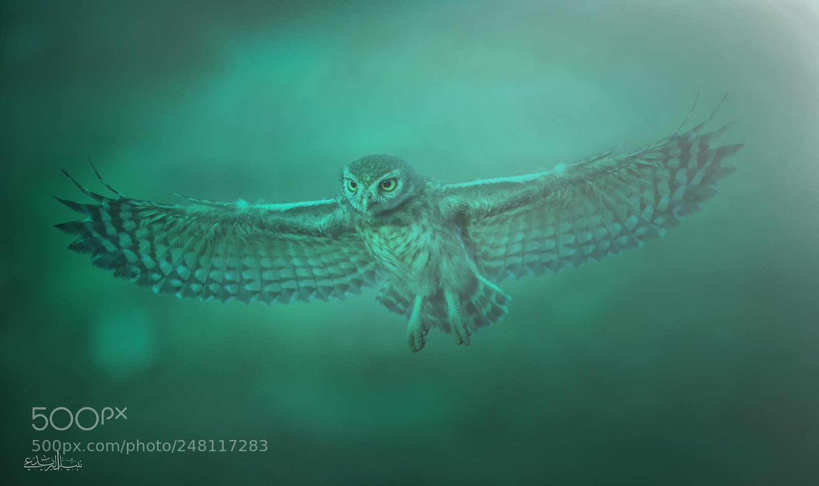 Canon EOS 7D Mark II sample photo. Owl photography