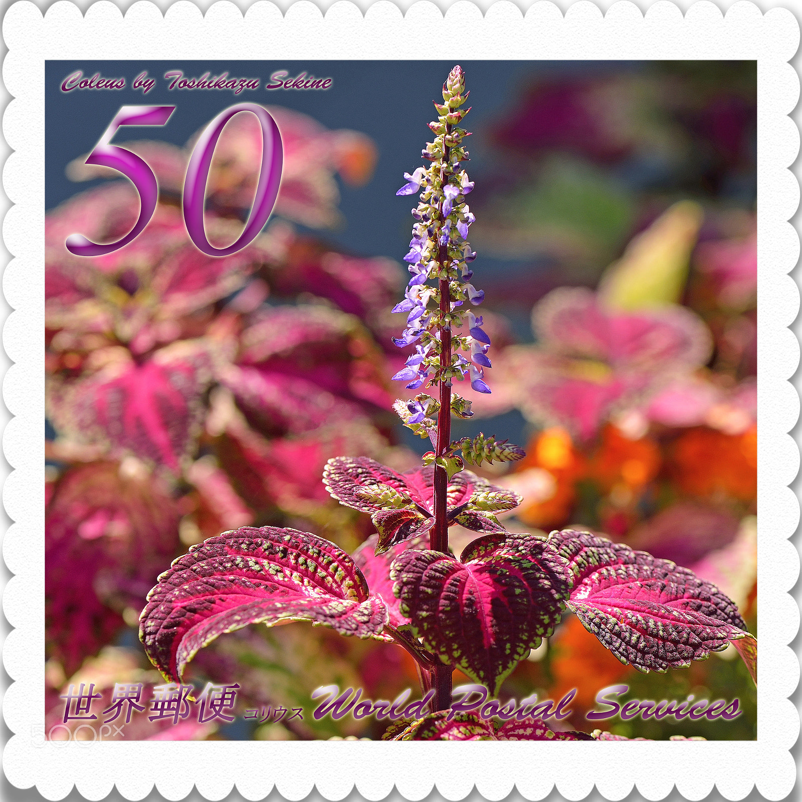 Nikon D800 sample photo. Coleus photography