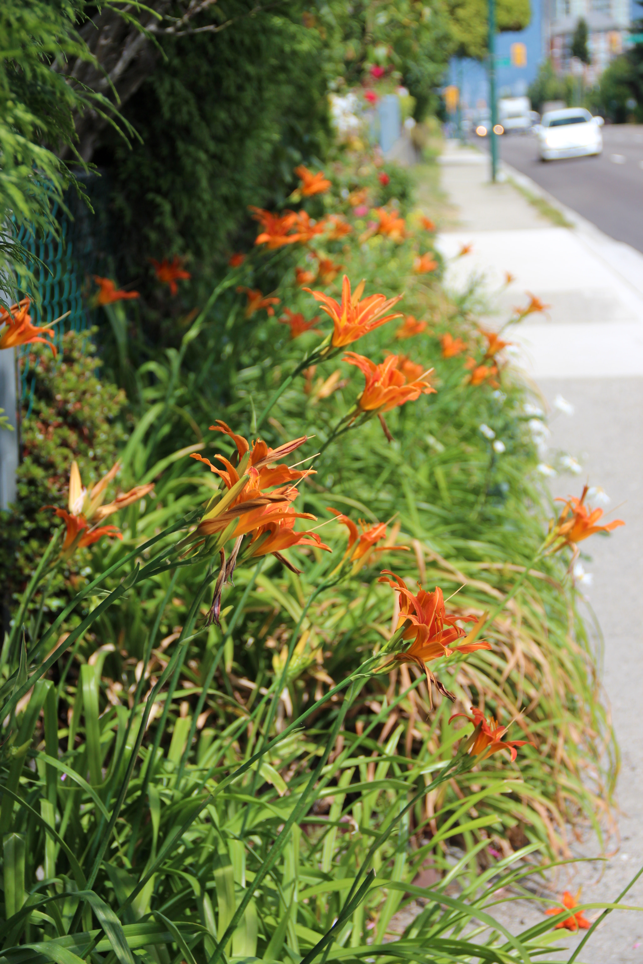 Canon EOS 650D (EOS Rebel T4i / EOS Kiss X6i) sample photo. Vivid photography