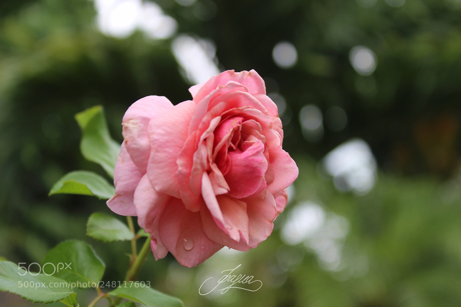 Canon EOS 100D (EOS Rebel SL1 / EOS Kiss X7) sample photo. Pink rose photography