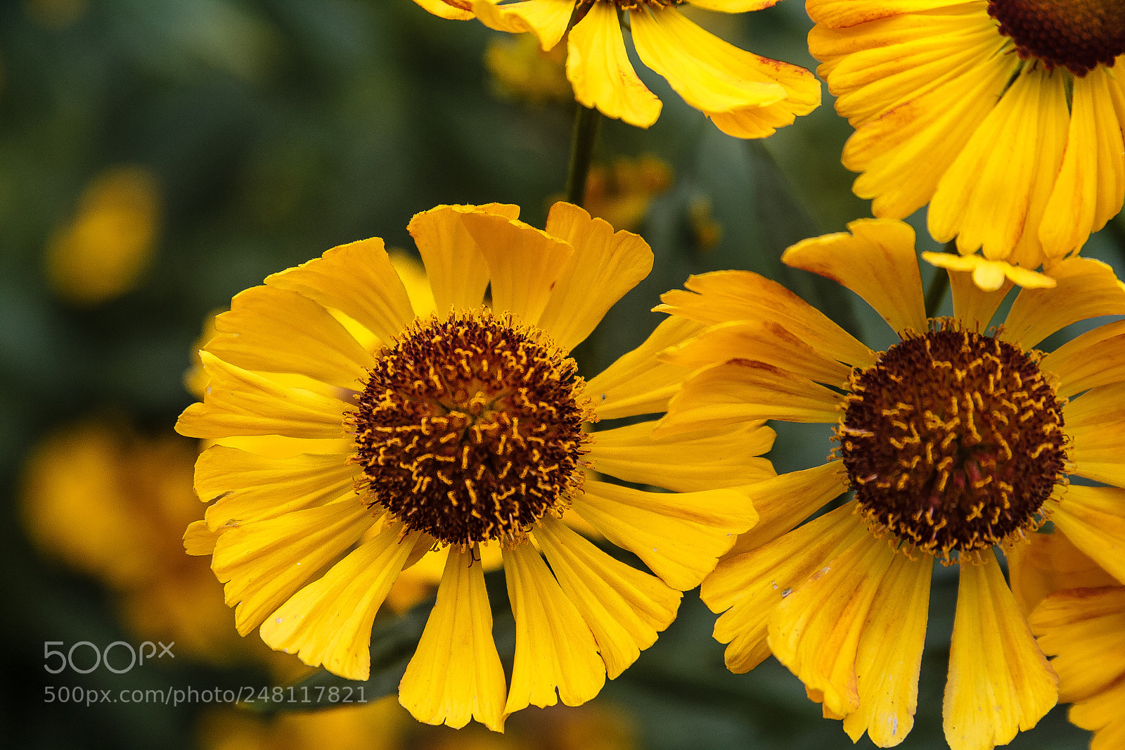 Canon EOS 60D sample photo. Argyranthemum sunjay photography