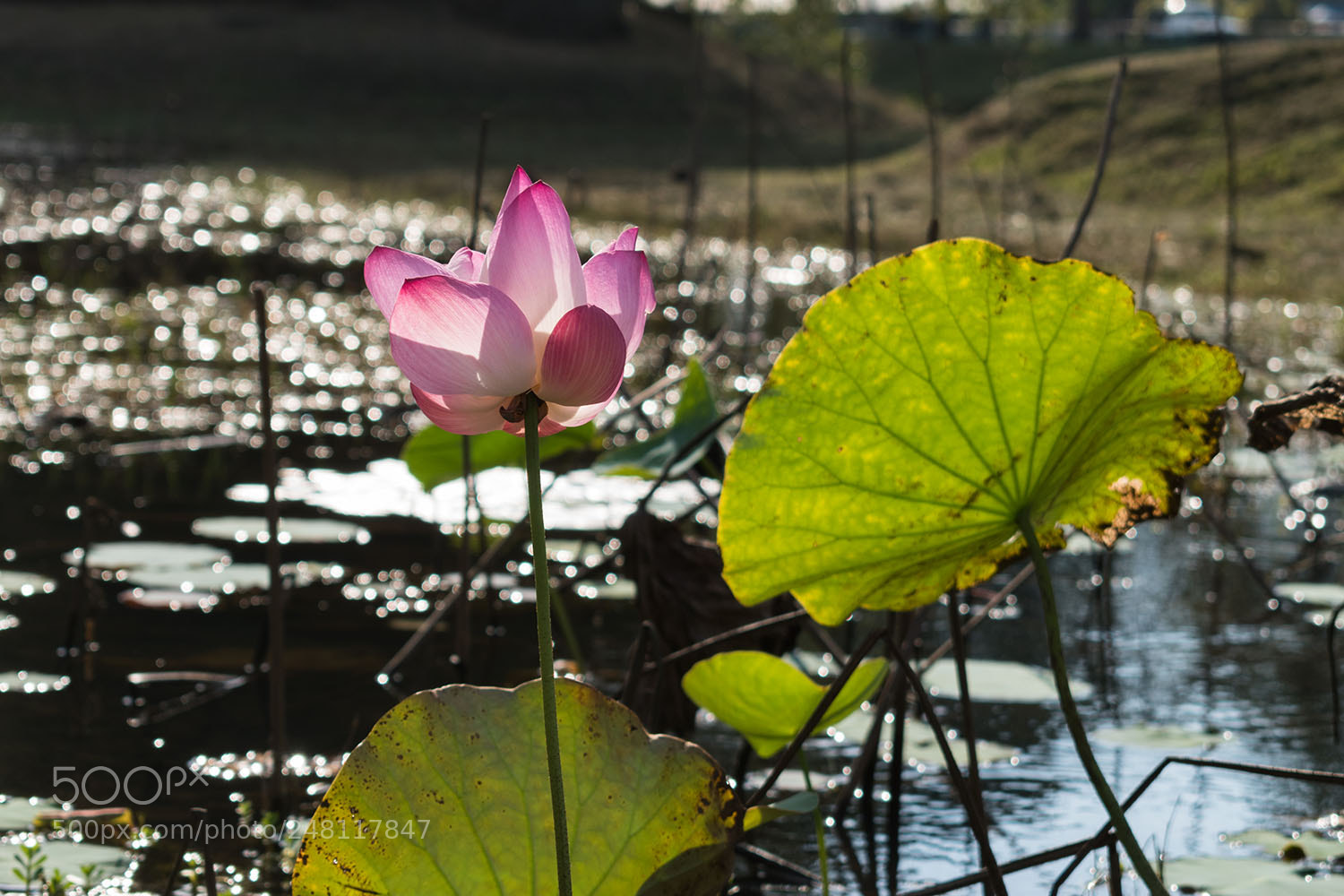 Nikon D5500 sample photo. Pink lotus photography
