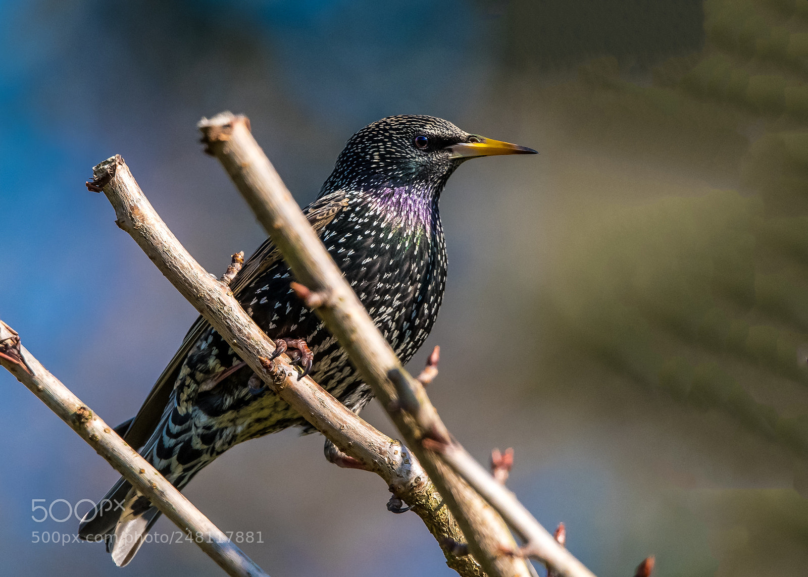 Nikon D850 sample photo. Top starling photography