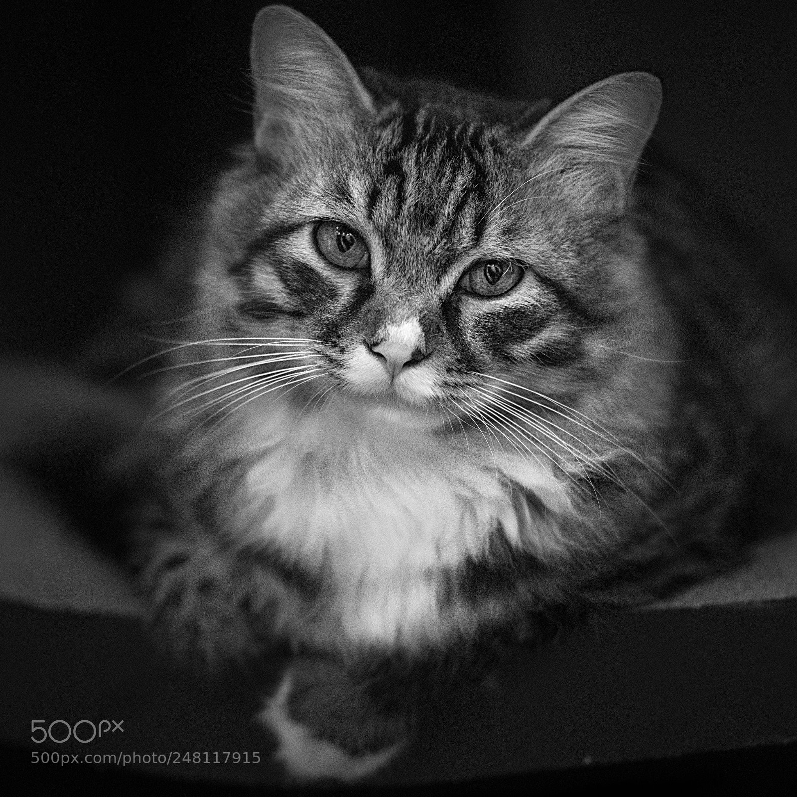 Sony a7R II sample photo. Untitled photography