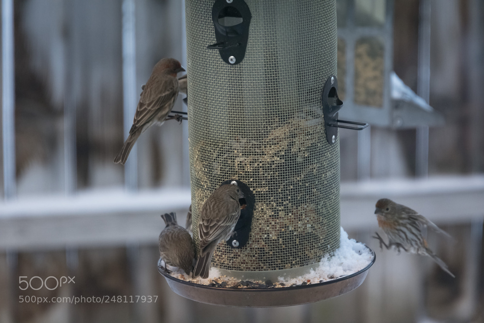 Nikon D7100 sample photo. Hoppin on photography
