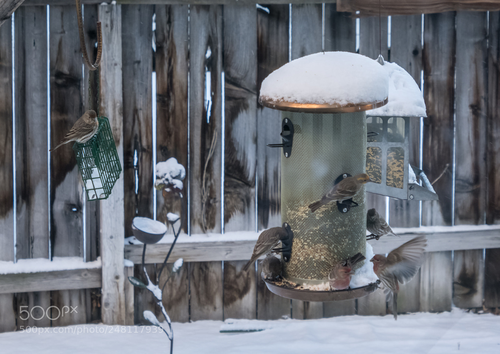 Nikon D7100 sample photo. Breakfast at the backyard photography