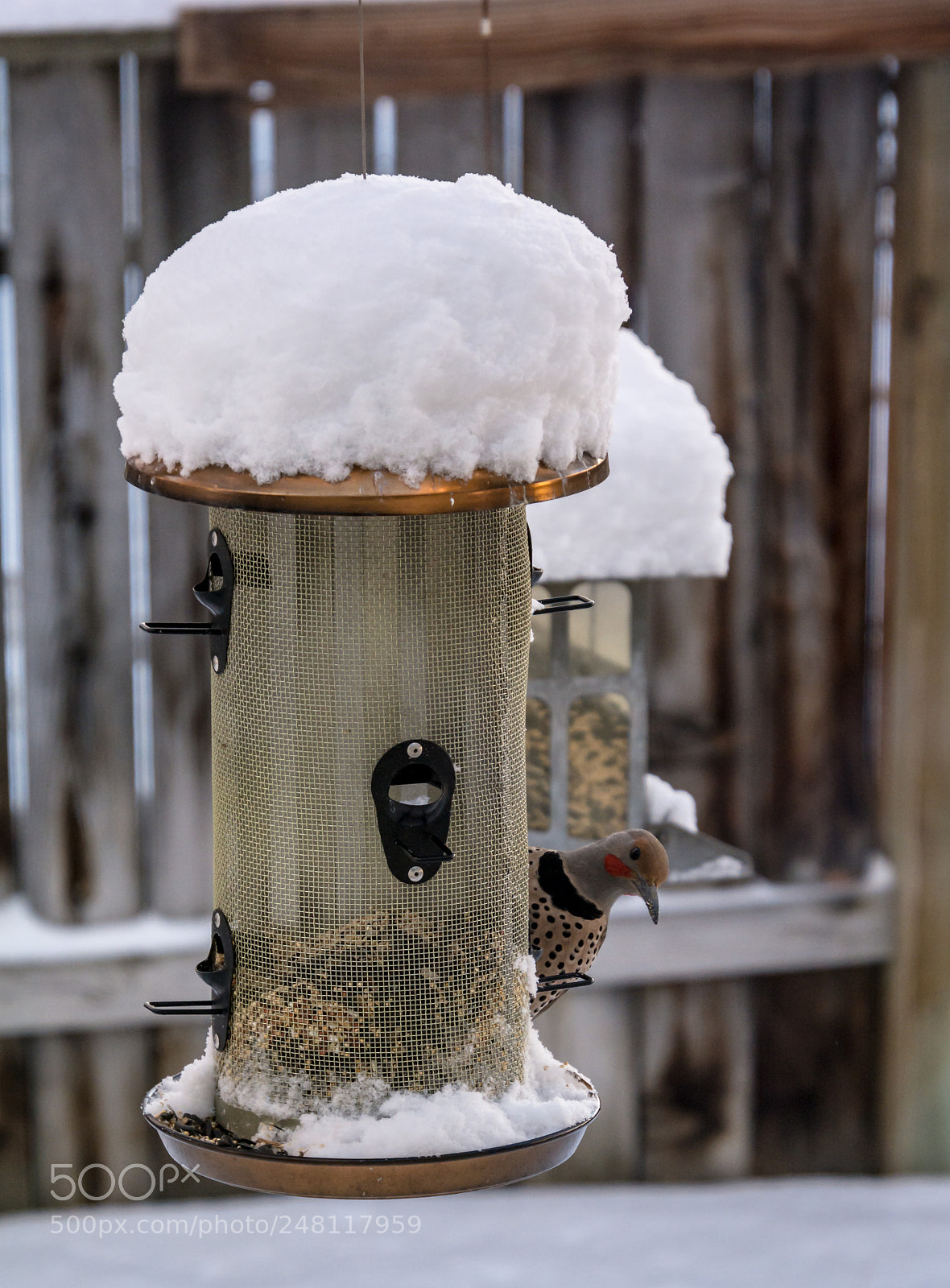 Nikon D7100 sample photo. Northern flicker grabbing a photography
