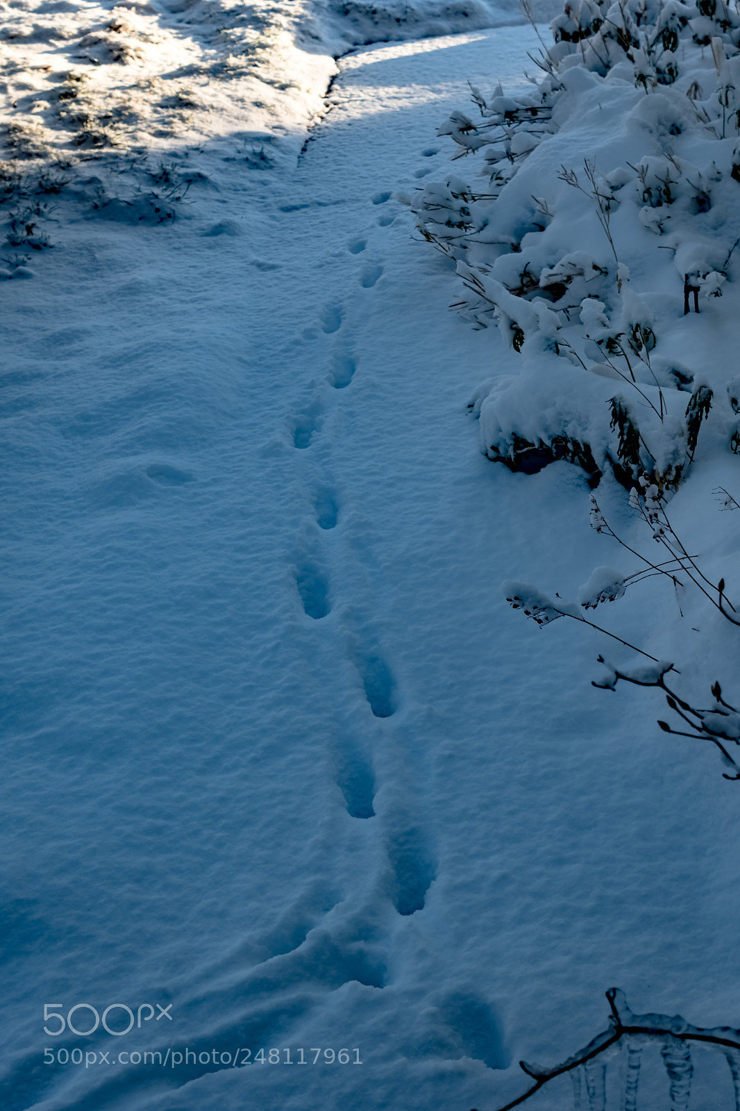 Nikon D500 sample photo. Foot prints in the photography