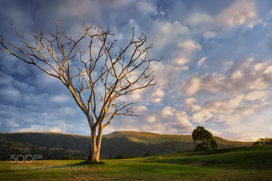 Sony a7R II sample photo. Lone leafless monkey pod photography
