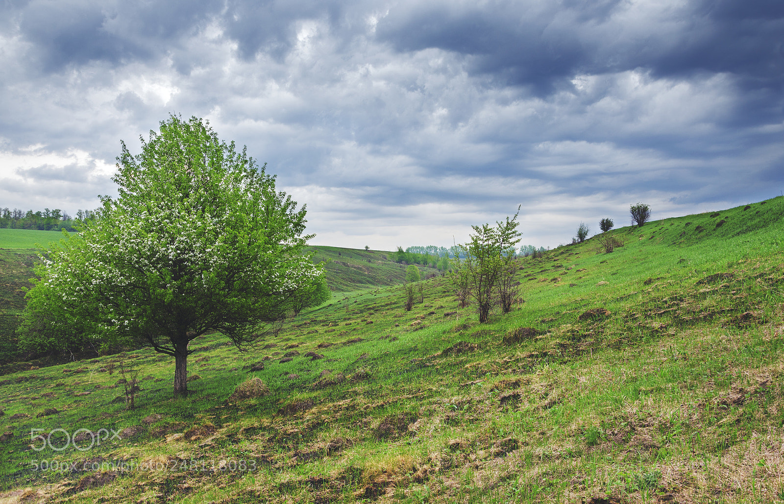 Nikon D5100 sample photo. Springtime photography