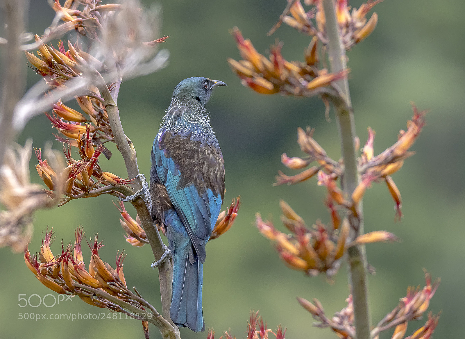 Canon EOS 7D Mark II sample photo. New zealand native tui photography