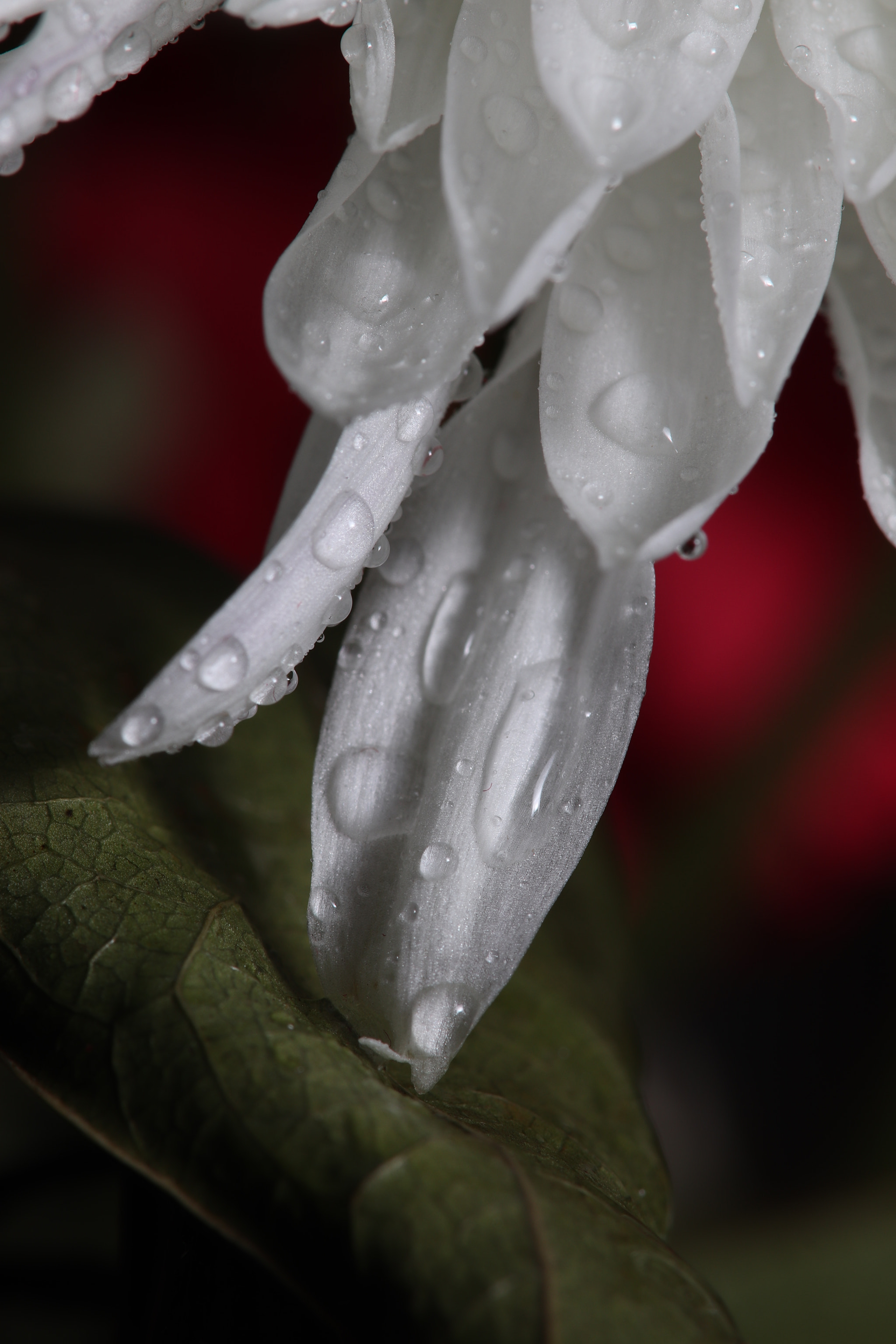 Sigma 105mm F2.8 EX DG OS HSM sample photo. White flower photography