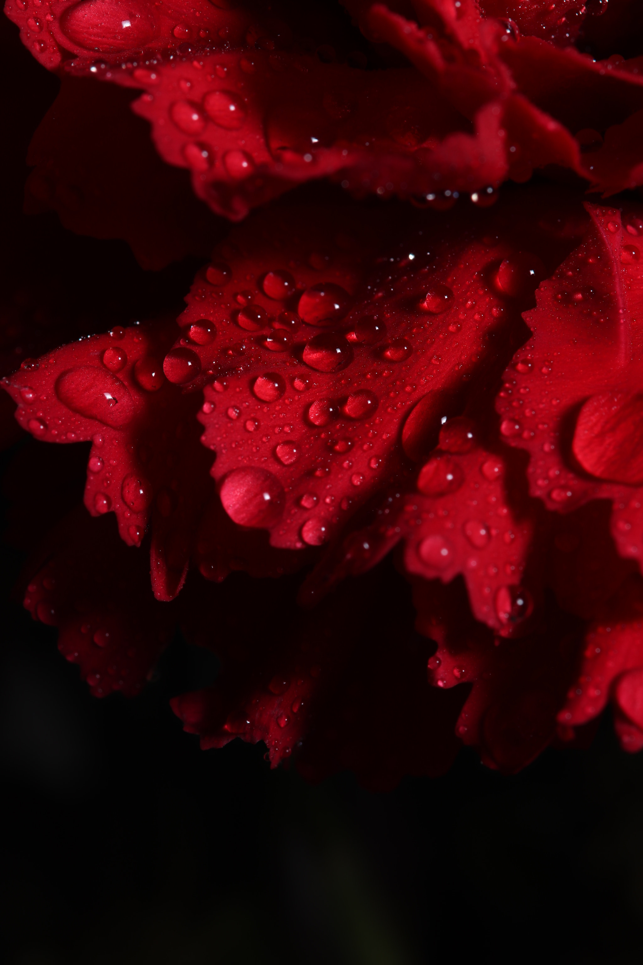 Sigma 105mm F2.8 EX DG OS HSM sample photo. Red flower photography
