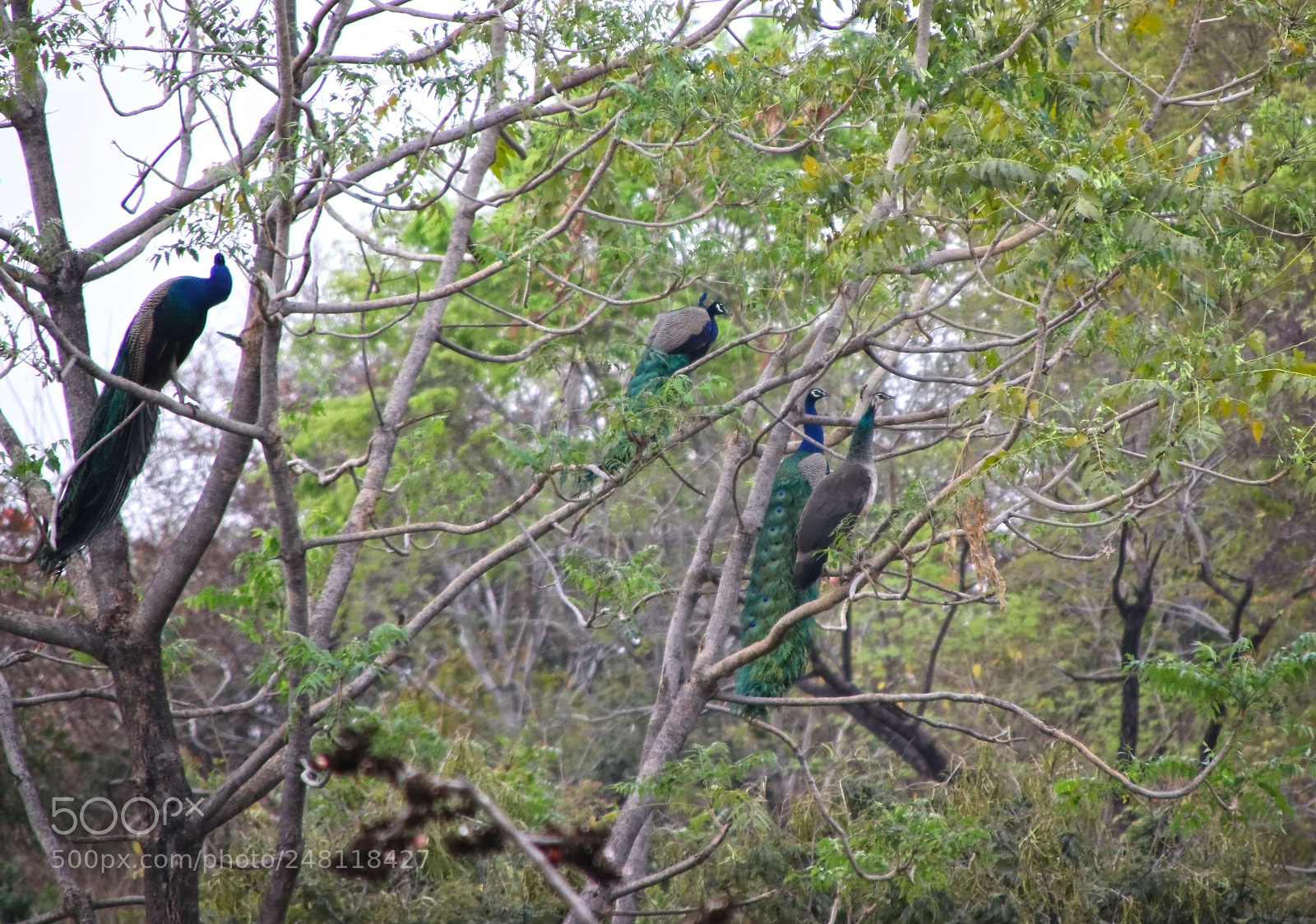 Canon EOS 80D sample photo. Tree and peacock photography