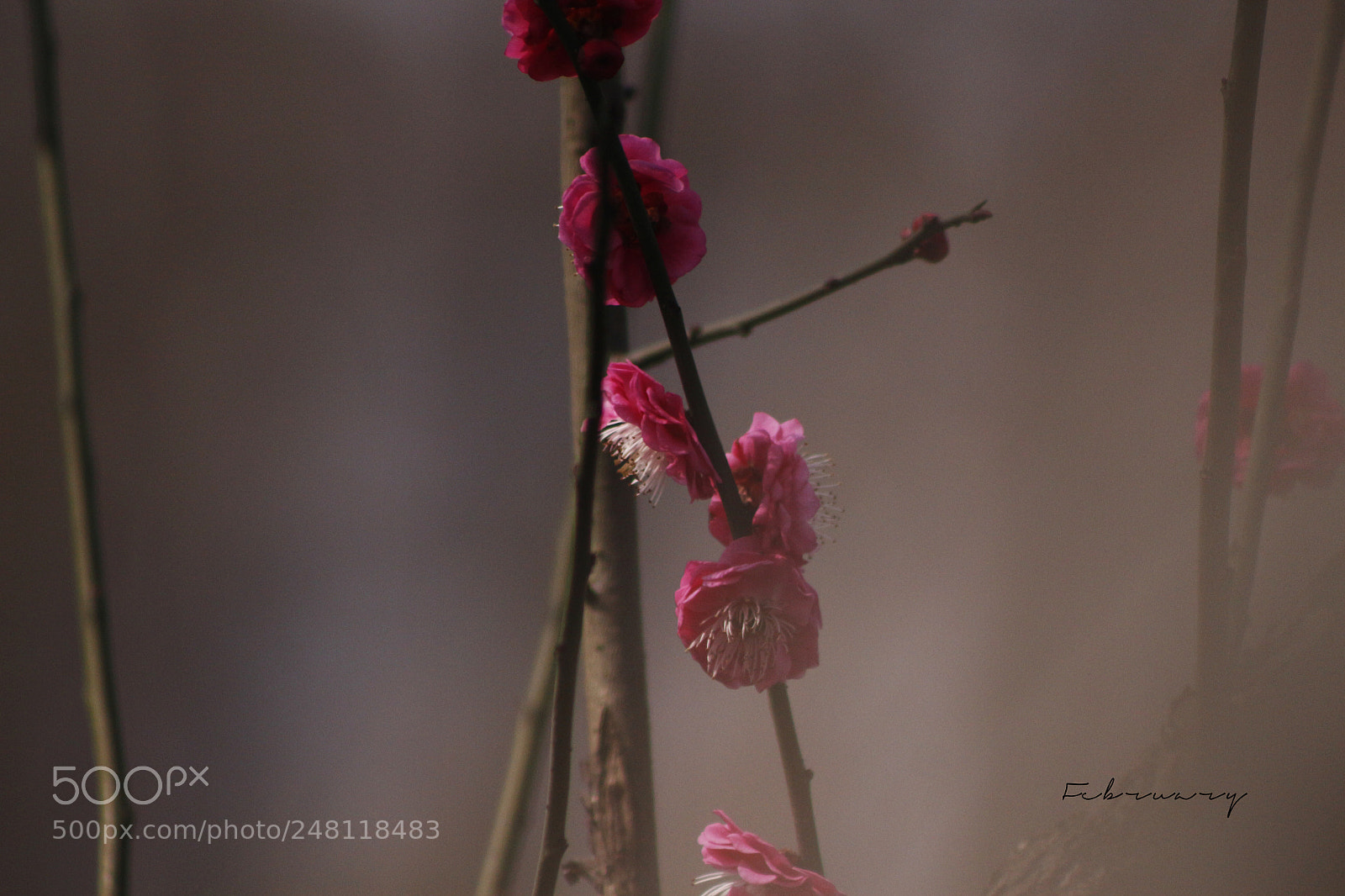Canon EOS 700D (EOS Rebel T5i / EOS Kiss X7i) sample photo. Untitled photography