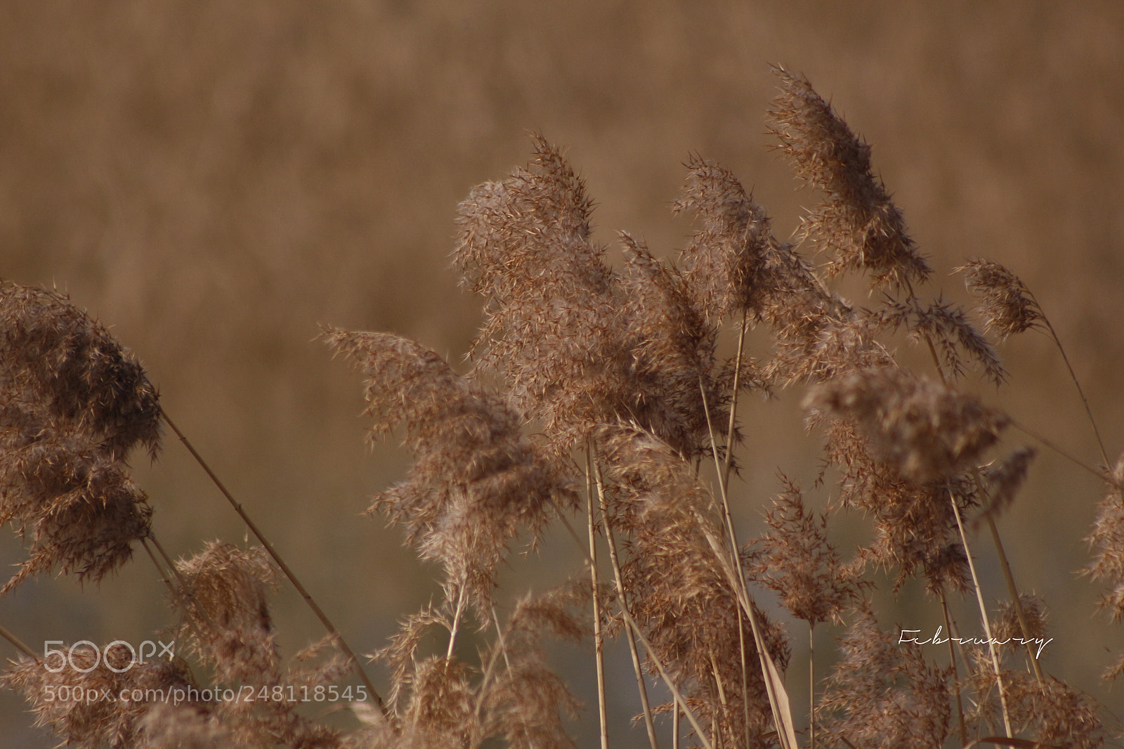 Canon EOS 700D (EOS Rebel T5i / EOS Kiss X7i) sample photo. Untitled photography