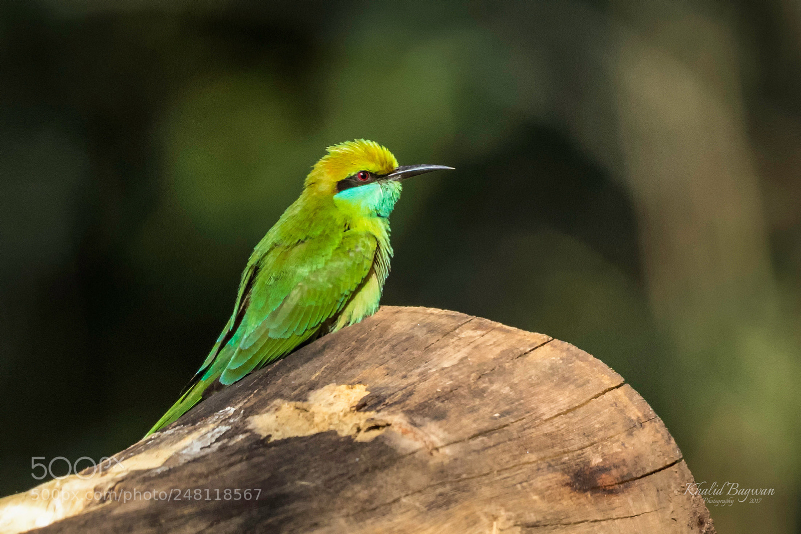 Canon EOS 7D Mark II sample photo. Green bee-eater photography