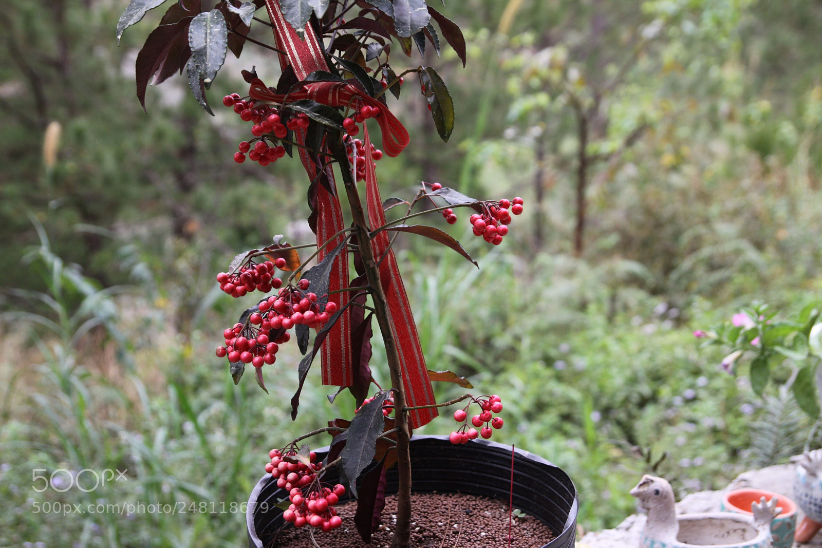 Canon EOS 50D sample photo. Untitled photography