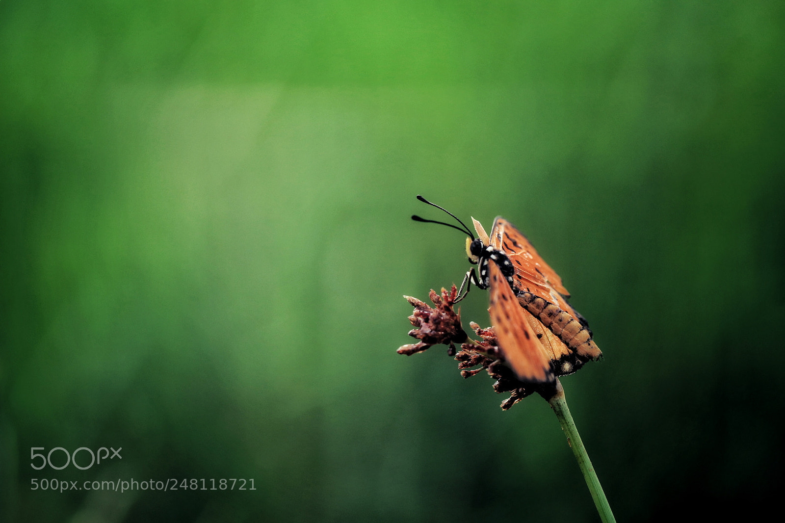 Canon EOS M5 sample photo. Butterfly photography