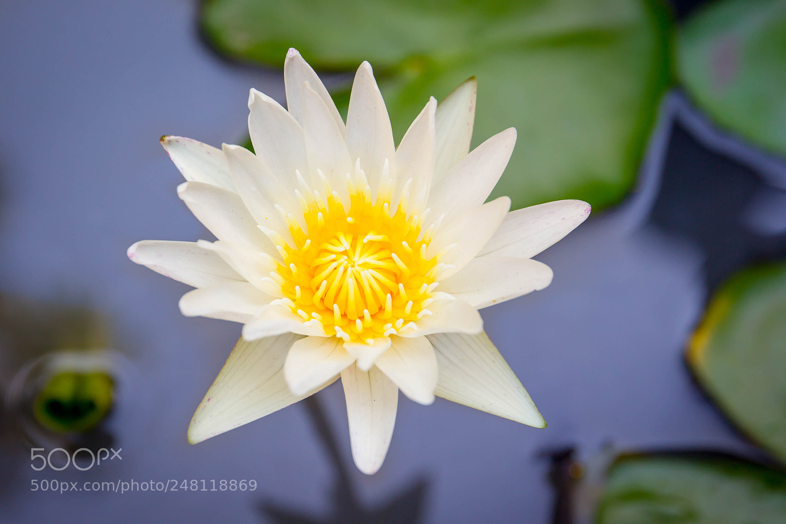 Canon EOS-1D Mark IV sample photo. Blooming photography