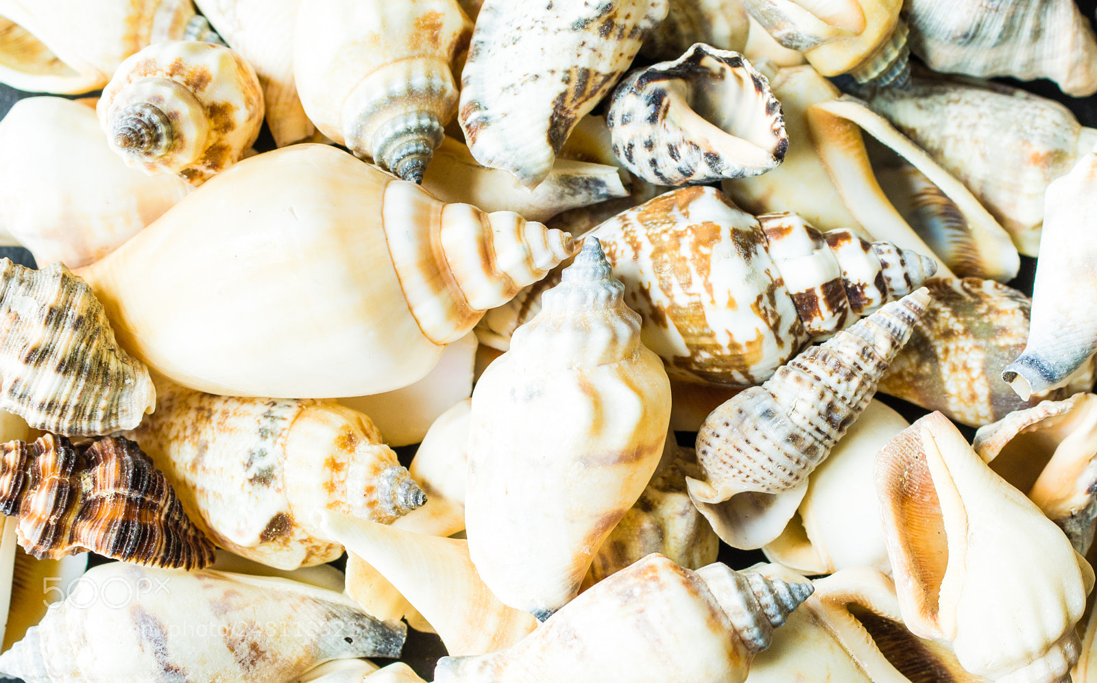 Sony SLT-A55 (SLT-A55V) sample photo. Sea shells background photography