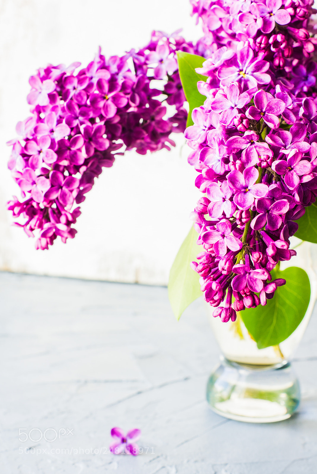 Sony SLT-A55 (SLT-A55V) sample photo. Spring concept with lilac photography