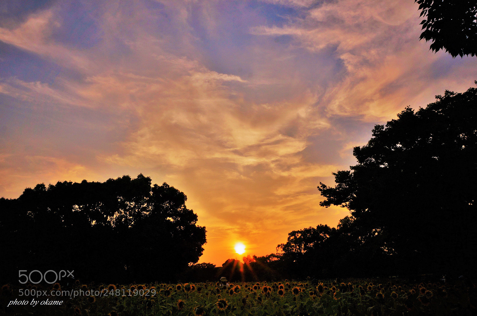 Sony Alpha NEX-5R sample photo. Blooming flowers toward the photography