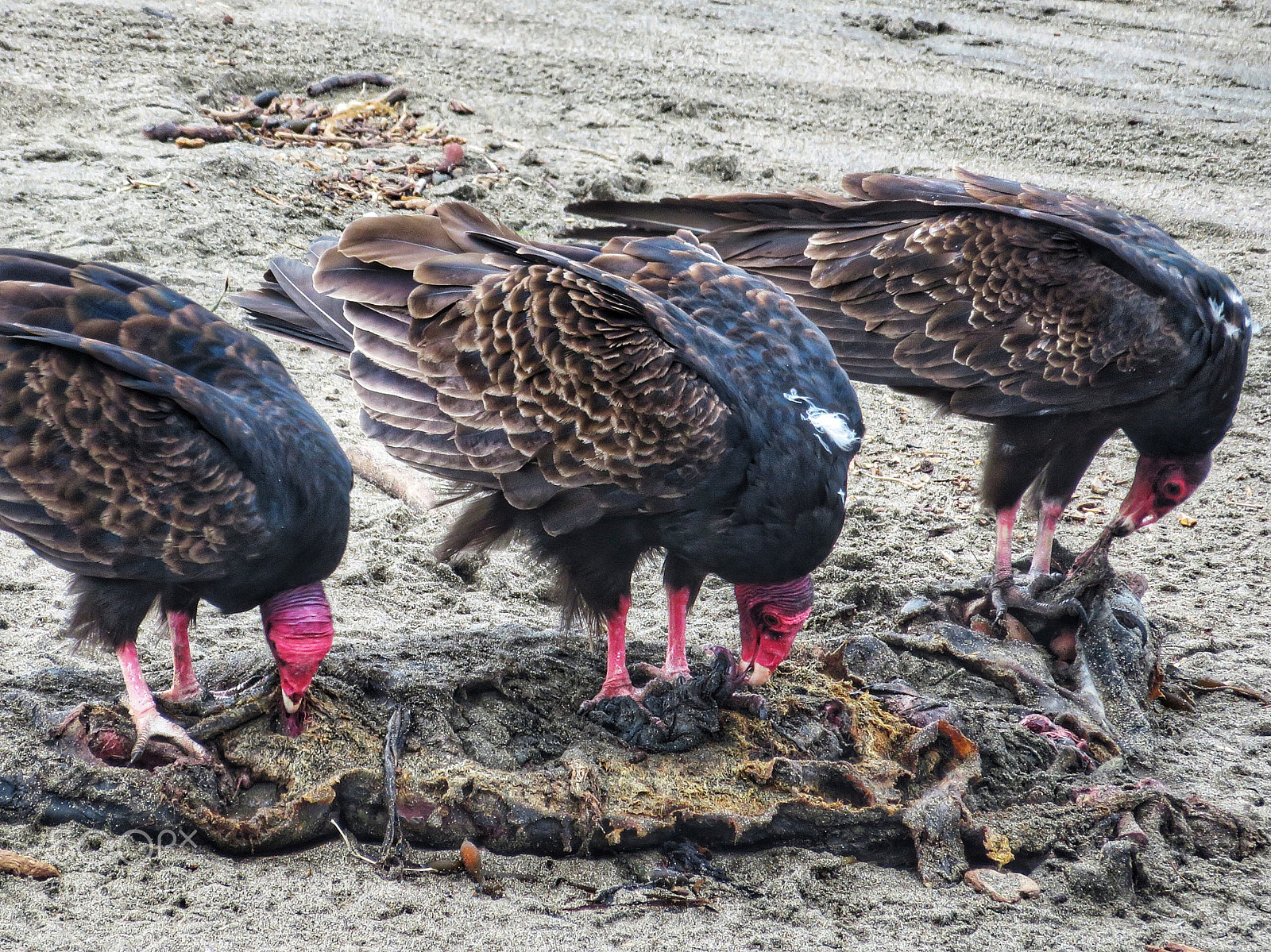 Canon PowerShot SX720 HS sample photo. The cleaning crew photography