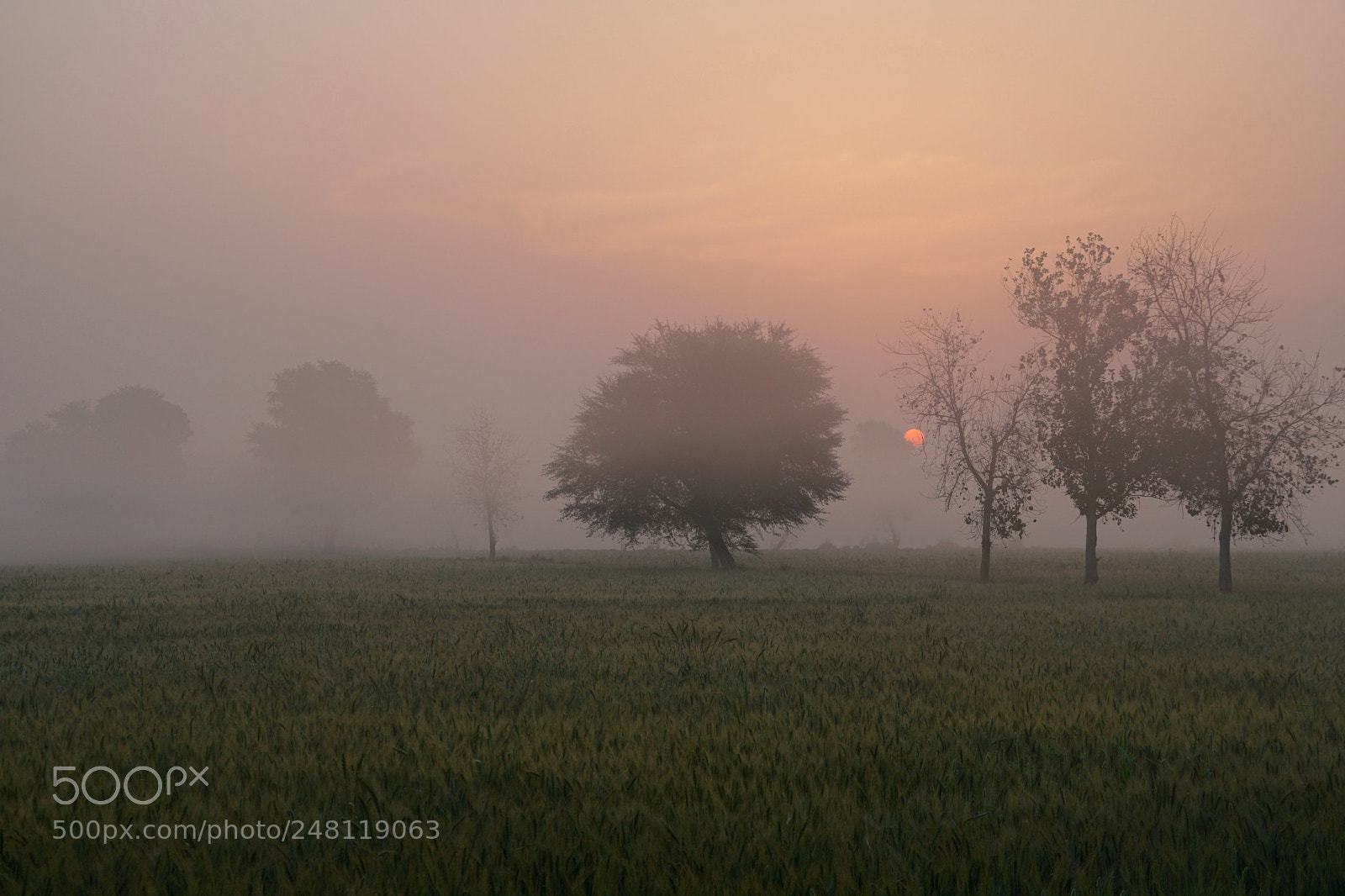 Sony a6300 sample photo. Foggy photography