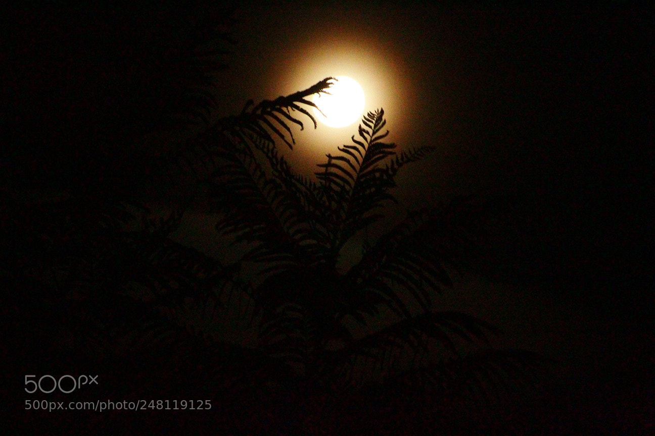Canon EOS 1300D (EOS Rebel T6 / EOS Kiss X80) sample photo. Moon and plants. photography