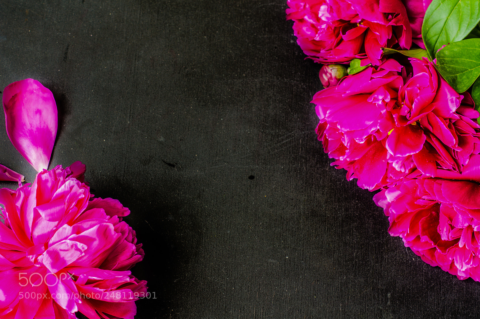 Sony SLT-A55 (SLT-A55V) sample photo. Interior with peony flowers photography