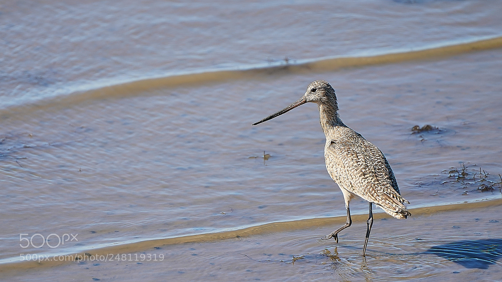 Sony a9 sample photo. Marbled godwit low tide photography