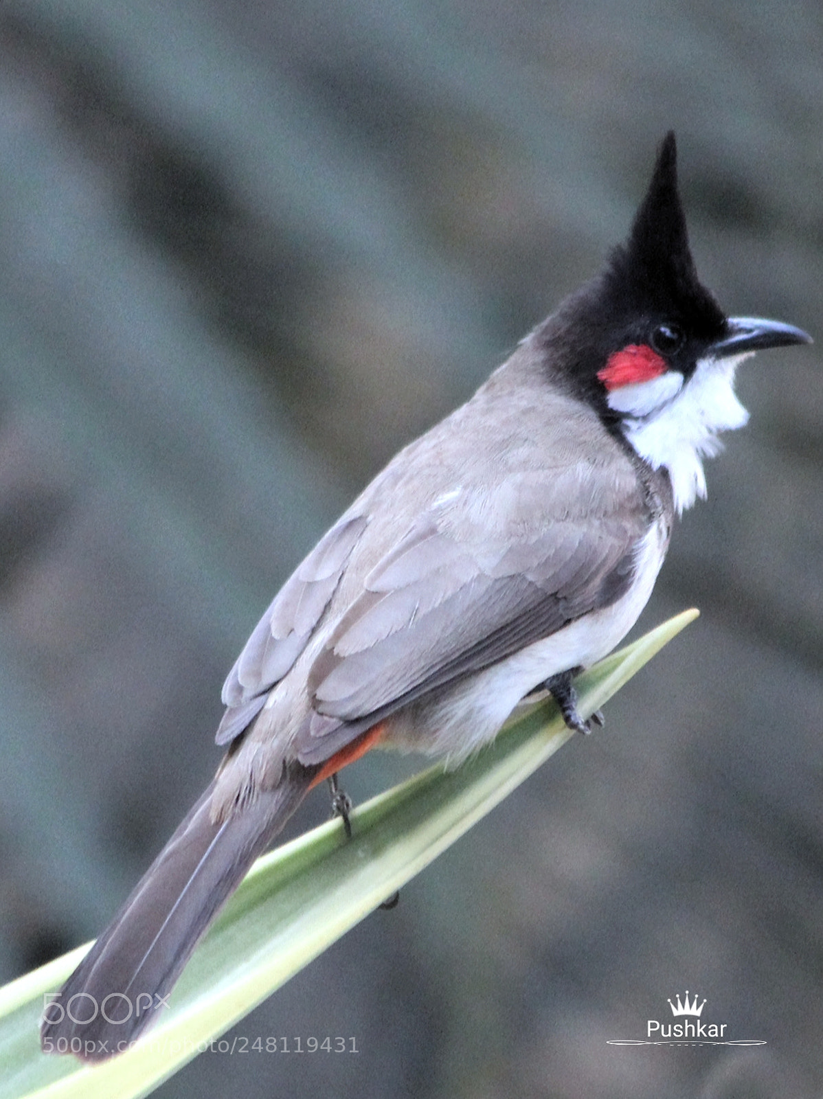 Canon EOS 1200D (EOS Rebel T5 / EOS Kiss X70 / EOS Hi) sample photo. Bulbul photography