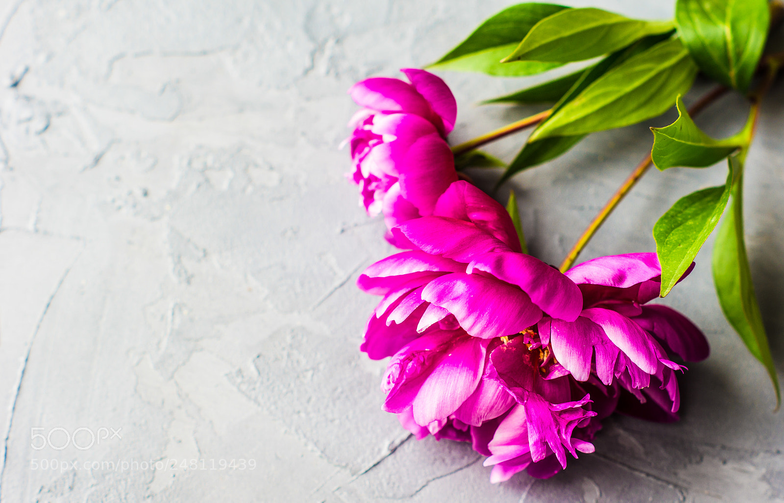Sony SLT-A55 (SLT-A55V) sample photo. Summer floral concept with photography
